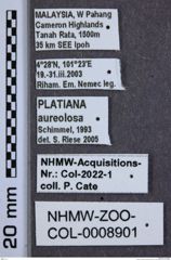 Etikette zu Platiana aureolosa (Schimmel, 1993) (NHMW-ZOO-COL-0008901)